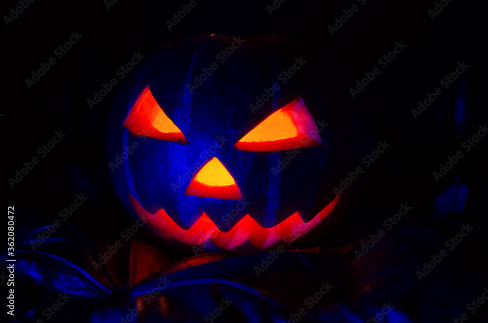 Glowing pumpkin with a candle inside close-up in the foliage with blue illumination. Halloween decorations, background. Glowing pumpkin with a candle inside close-up in the foliage with blue illumination. Halloween decorations, background.