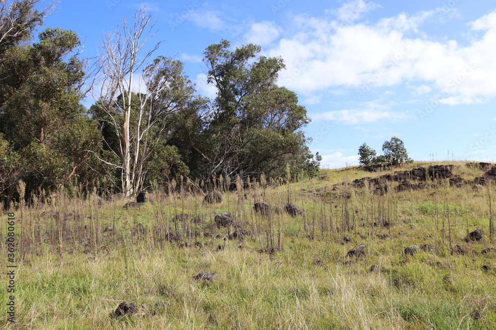 Fototapeta premium Forêt dans le cratère du volcan Poike à l'île de Pâques 