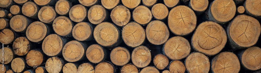 Pile with tree trunks in cross section texture background banner Pile with tree trunks in cross section texture background banner