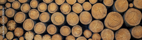 Pile with tree trunks in cross section texture background banner