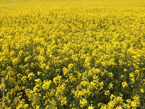 Flowering rapeseed field