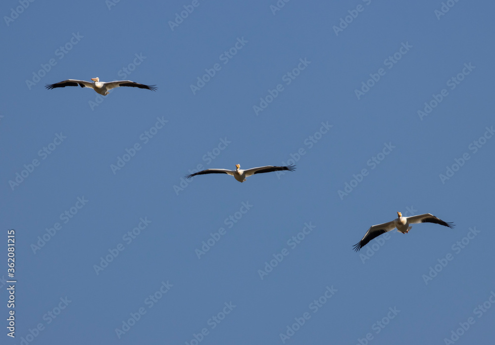 American White Pelicans in Flight