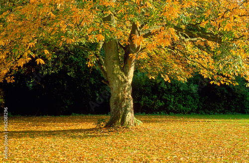 chestnut in the autumn park