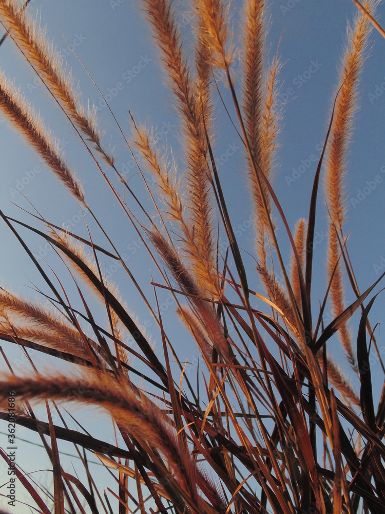 Fototapeta premium naturaleza