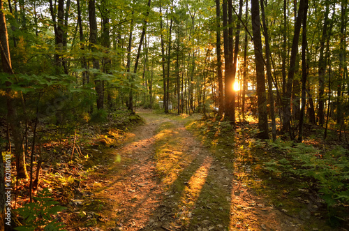 Sunset on dirt road in the woods