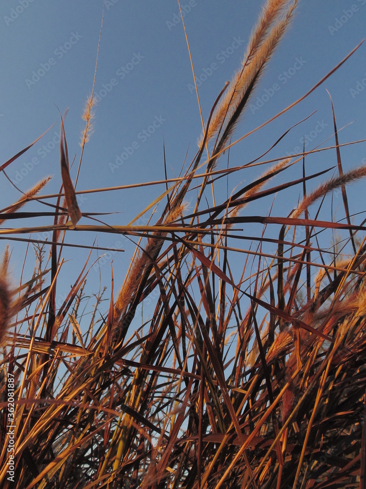 Fototapeta premium naturaleza