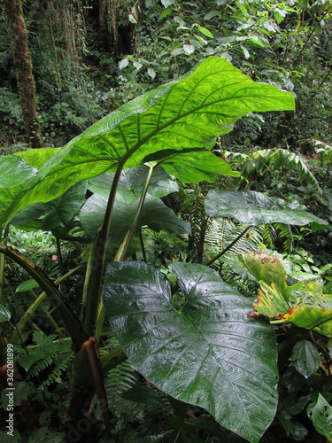 Bosque lluvioso tropical plantas hojas enormes