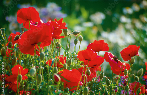 red poppy flowers