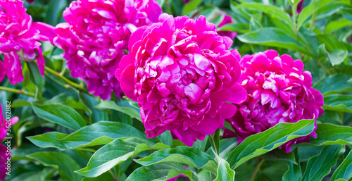 Fototapeta Naklejka Na Ścianę i Meble -  Pink flower. Flower in garden at sunny summer or spring day. Flower for postcard beauty decoration and agriculture concept design. Beautiful flower in tropical garden. Colorful flower. Peonies