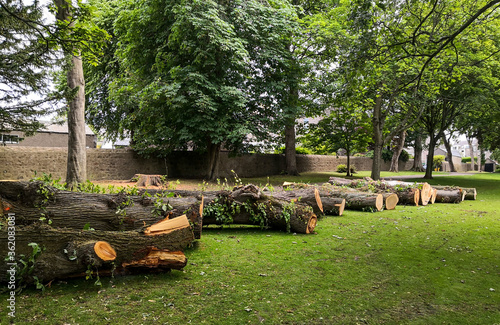 Tapeta Aberdeen, Scotland/UK - July 2, 2020:  Cut tree trunks waiting to be collected in Victoria Park