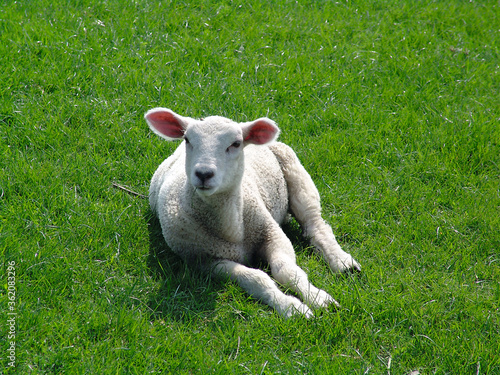 young sheep on grass
