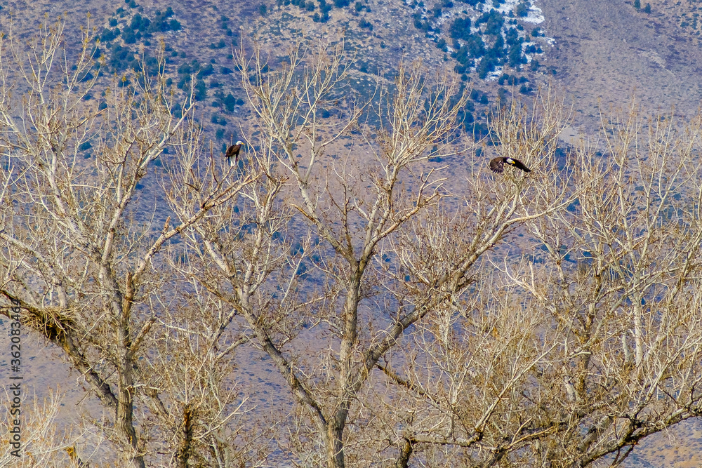 Fototapeta premium Two Bald Eagles at Nest 2