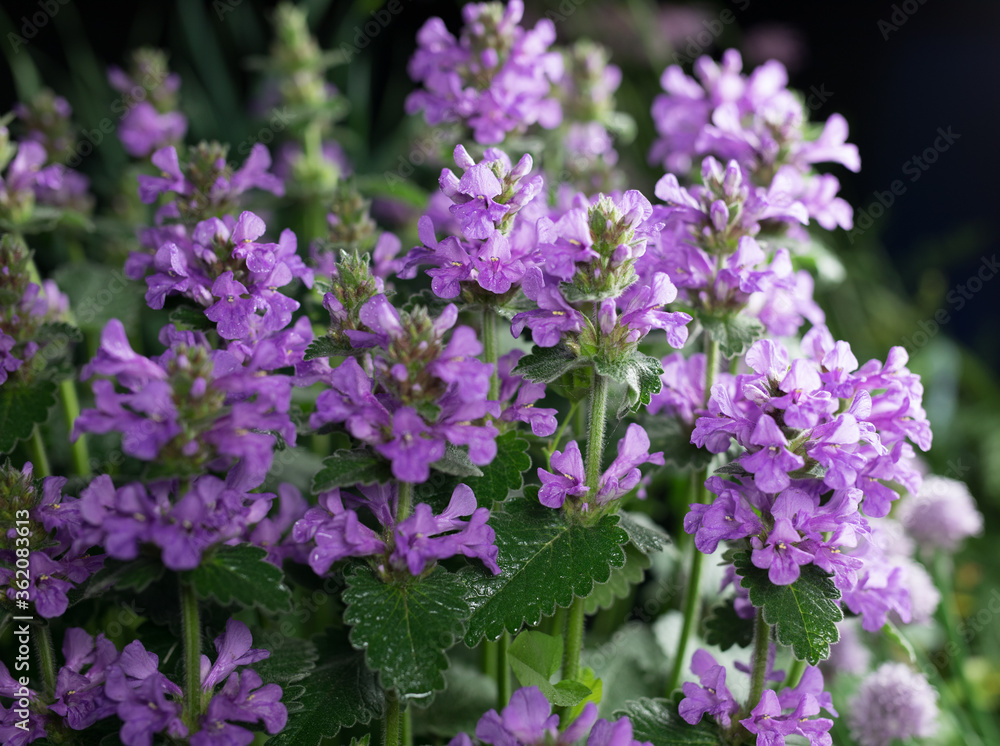Fototapeta premium Beautiful summer garden flowers close-up.