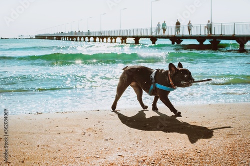 French bullog playing and running on the beach photo