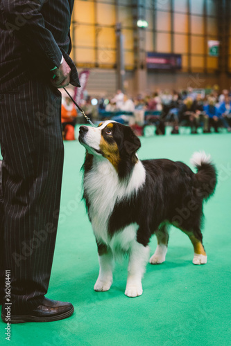 Photography Australian Shepherd at Crufts Dog Show