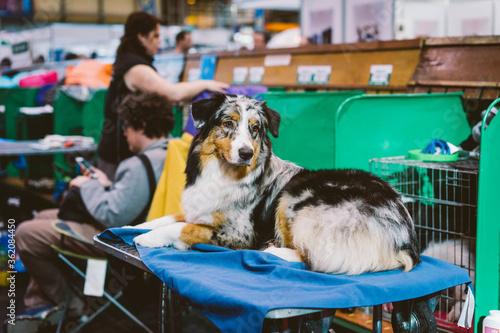 Australian Shepherd at Crufts Dog Show