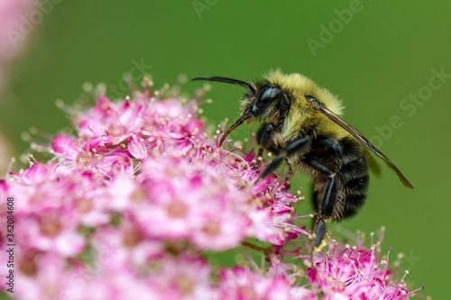 bee on a flower © Evita