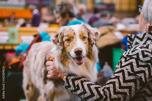 Australian Shepherd at Crufts Dog Show