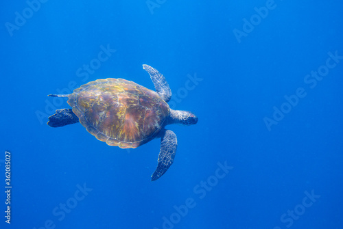 Sea turtle in open sea. Cute animal underwater photo. Green sea turtle full body in natural environment.