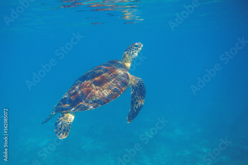 Sea turtle in blue seawater swim to water surface. Aquatic animal underwater photo. Green sea turtle full body