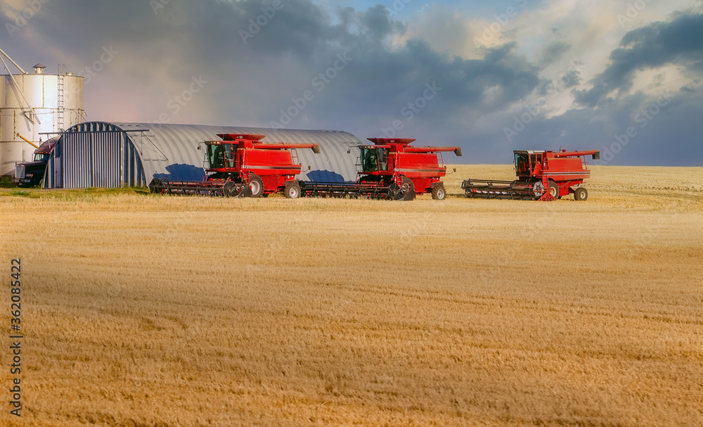 Fototapeta premium Combines in a golden field of straw