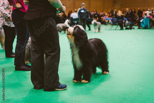 Photography Pedigree Dog at Dog Show