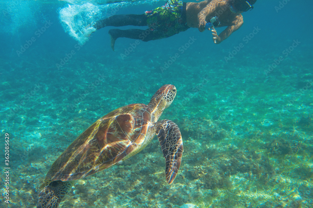 Obraz premium Sea turtle and tourist swim in blue water. Snorkeling with sea turtle. Marine sanctuary in tropical island lagoon