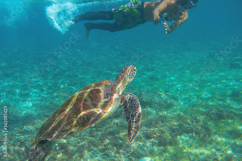 Sea turtle and tourist swim in blue water. Snorkeling with sea turtle. Marine sanctuary in tropical island lagoon
