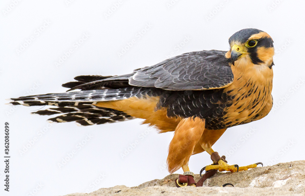 A peregrine falcon (Falco peregrinus), also known as the peregrine. It is a widespread bird of prey in the family Falconidae. A peregrine falcon (Falco peregrinus), also known as the peregrine. It is a widespread bird of prey in the family Falconidae.