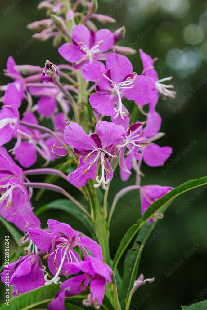 Willow-herb. Blooming colorful flowers with soft green background