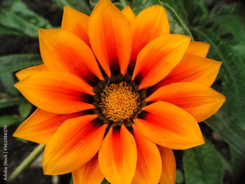 orange dahlia flower orange dahlia flower