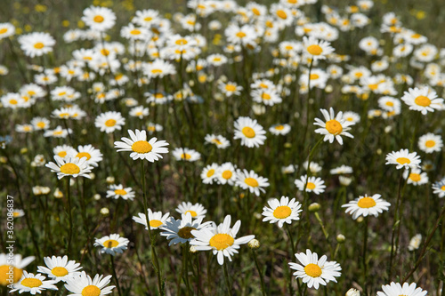 White chamomile flowers on a spring grassy meadow. Close-up top view. Its flower is similar to daisies or small chrysanthemums. shallow depth of field