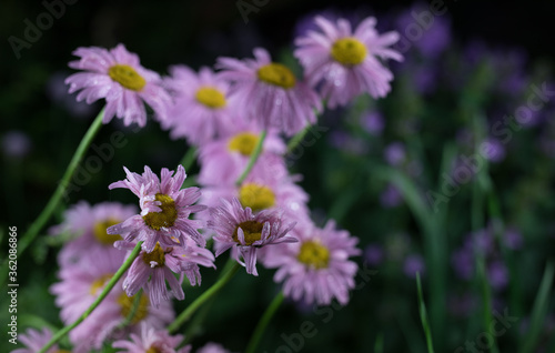 Beautiful summer garden flowers close-up.