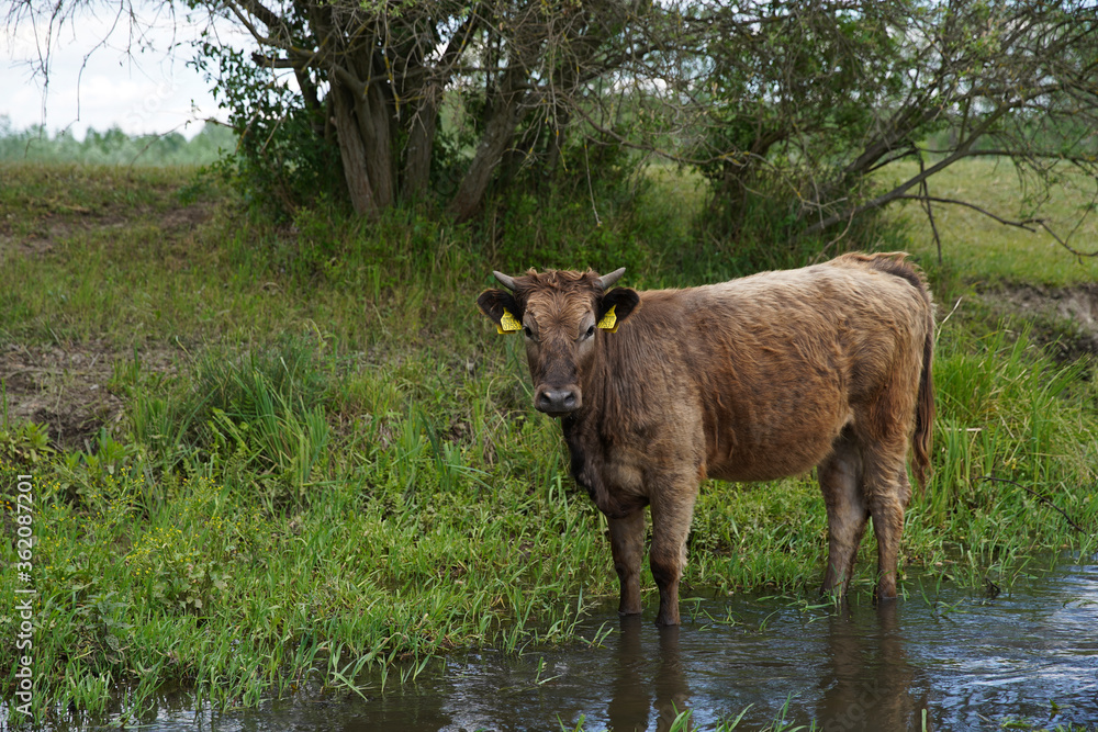 The cow stands in the river and they graze and drink on the bank of the stream. Cattle-breeding. Europe Hungary. The cow stands in the river and they graze and drink on the bank of the stream. Cattle-breeding. Europe Hungary.