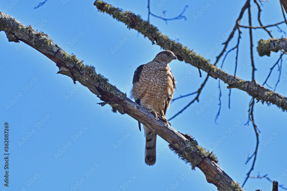 Obraz premium Cooper's Hawk aka Accipiter cooperii
