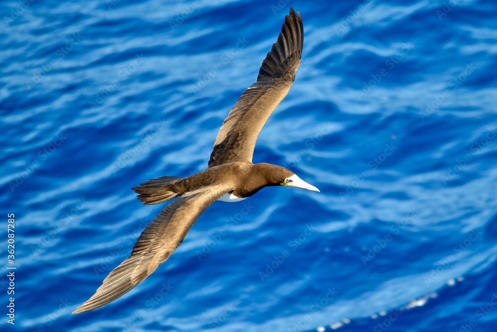 Brown Booby in flight Bermuda 2
