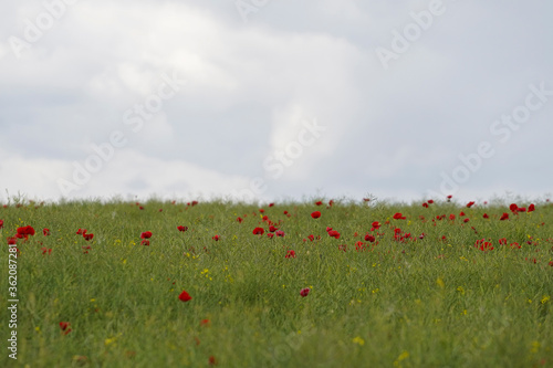 Red poppy flowers in a rapeseed field. Gray clouds in the sky. Soft focus blurred background. Europe Hungary