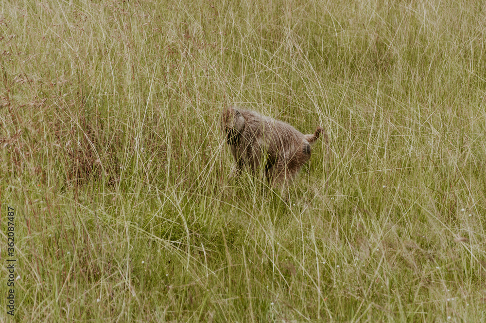 Fototapeta premium Baboon in the grass field