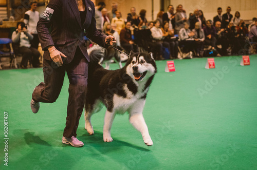 Alaskan Malamute at Crufts Dog Show