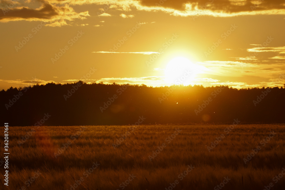 Fototapeta premium Sunset backlit on a grain wheat or barley field. Amazing sunset, dramatic scenic landscape. The plant is ready for harvest.