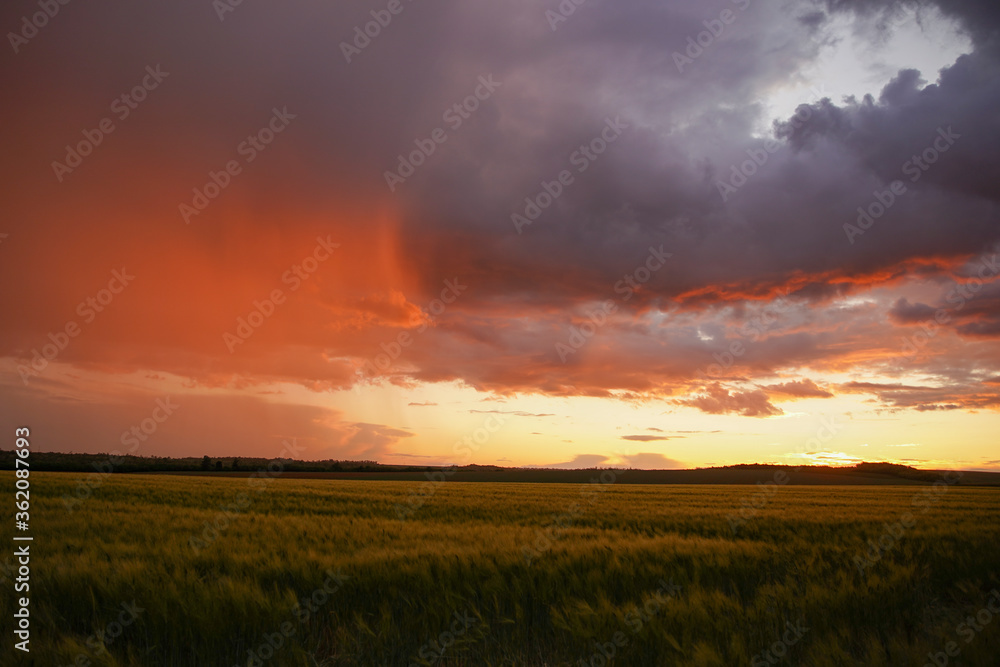 Wheat or barley field under storm cloud. At sunset, the color of the clouds is orange and dark blue. Beautiful landscape.