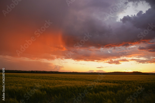 Wheat or barley field under storm cloud. At sunset, the color of the clouds is orange and dark blue. Beautiful landscape.