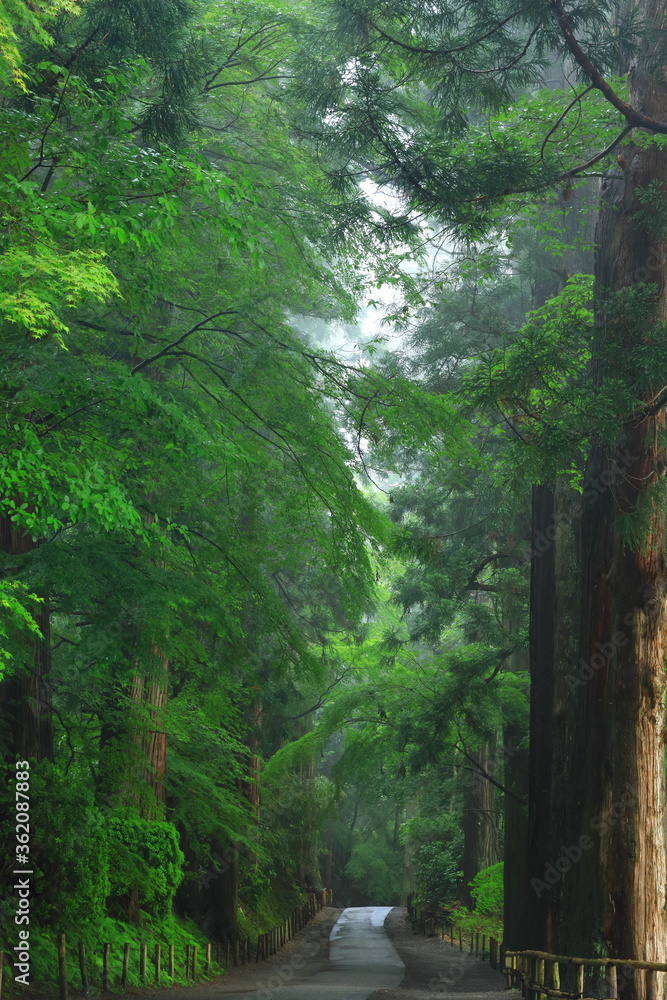 Fototapeta premium 世界遺産 新緑の中尊寺