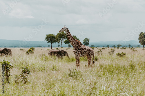 A girraffe and an elephants in the wild in Mikumi National Park Morogoro Tanzania