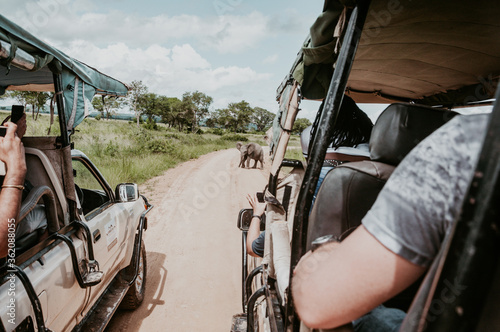 An elephant calf in the middle of the road during a safari in Mikumi National Park