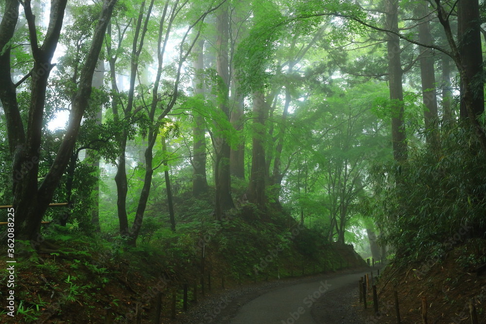 Obraz premium 世界遺産 新緑の中尊寺