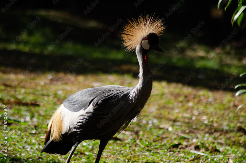 Naklejka premium Beautiful animals photographed in a zoo in Brazil with natural light.