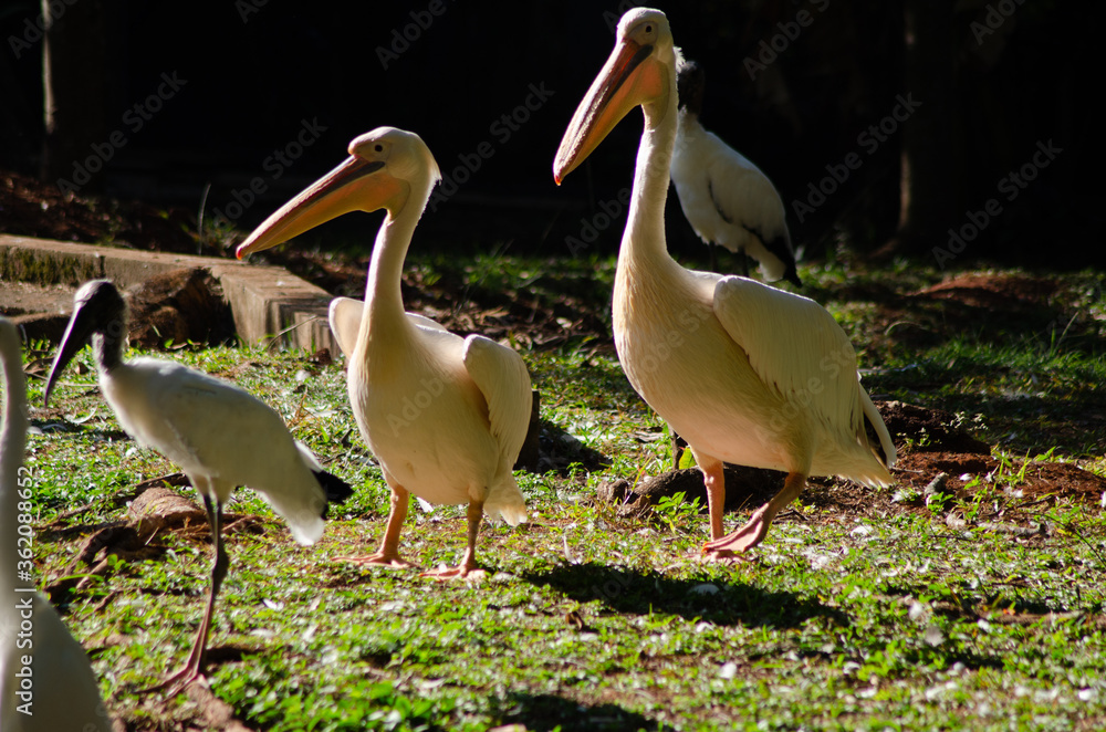 Beautiful animals photographed in a zoo in Brazil with natural light. Beautiful animals photographed in a zoo in Brazil with natural light.