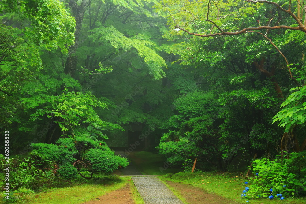 Obraz premium Świeża zieleń Chusonji światowego dziedzictwa