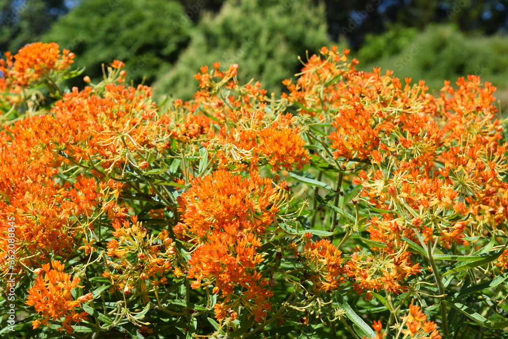 Orange flowers growing on a bush